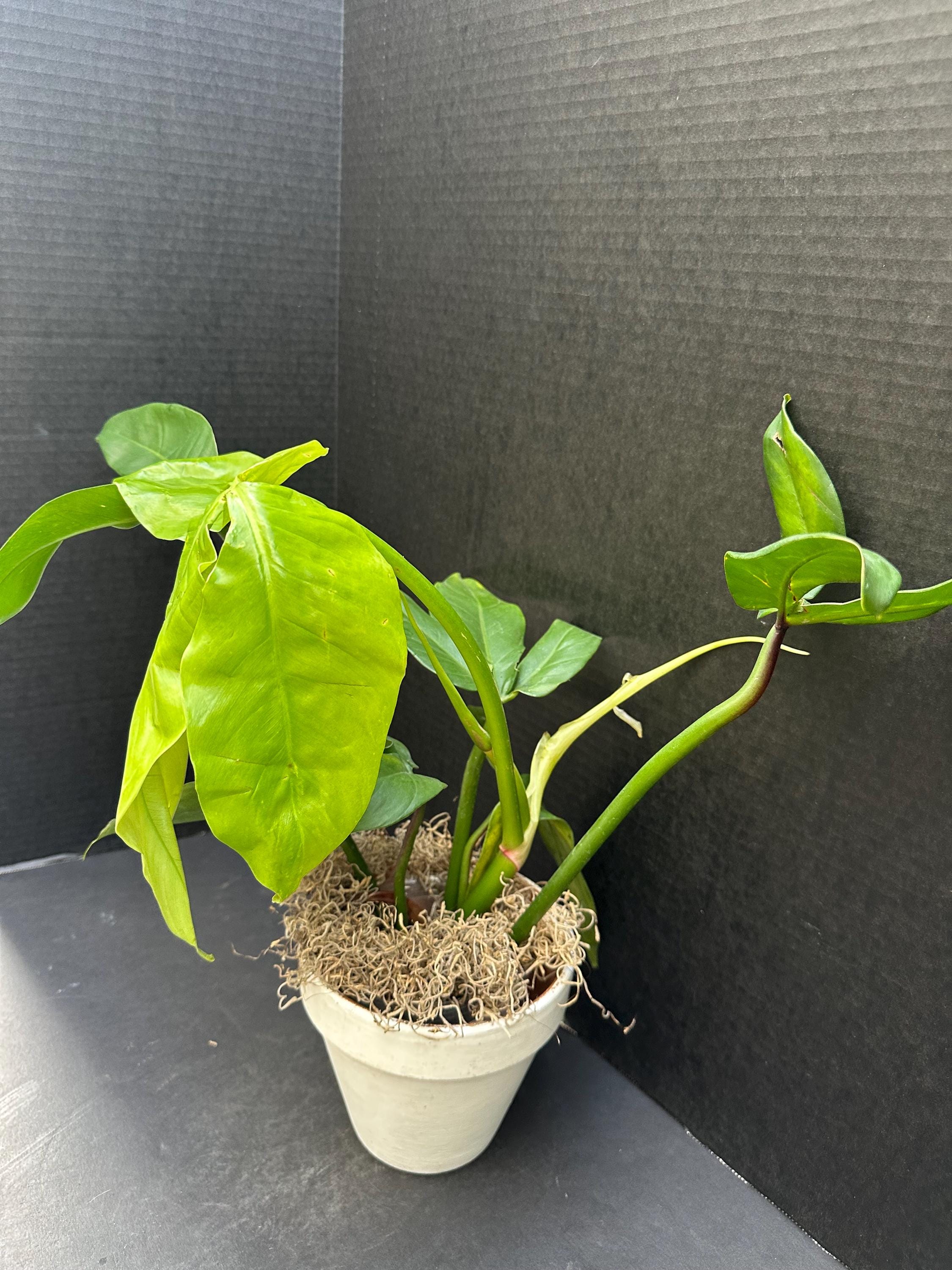 Philodendron Barrosoanum #5 4" - Live Plant - Etsy