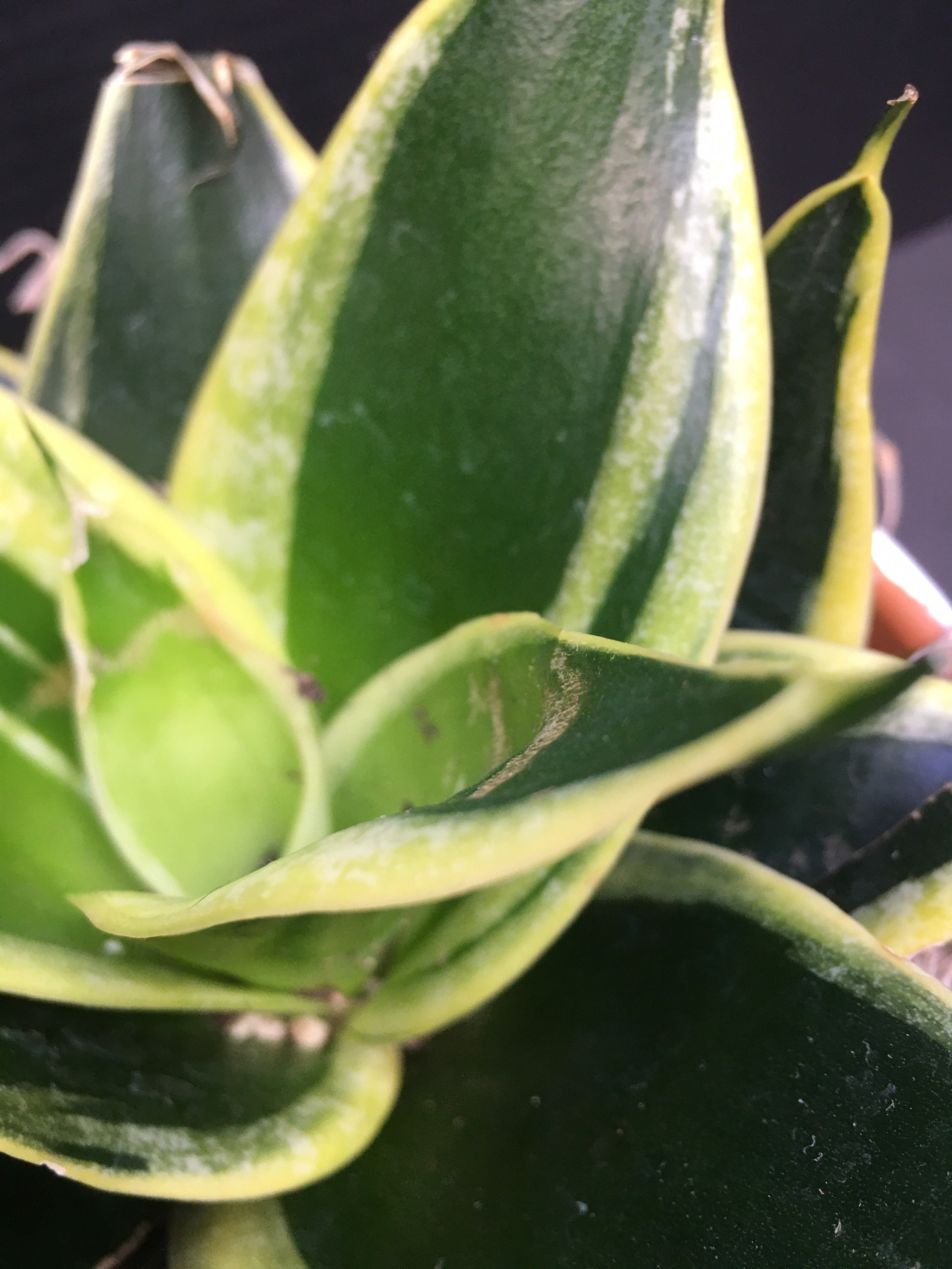 Snake Plant 'Jade Marginata Hahnii' Sansevieria Etsy