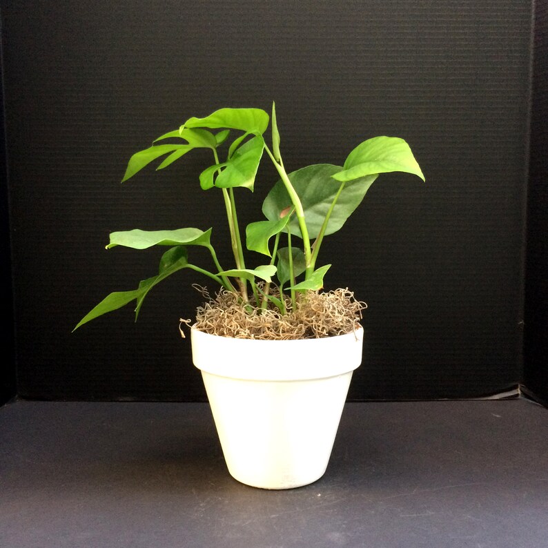 WhatTheGardens Monstera - Thumbnail 2