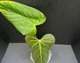 Anthurium &#39;Cuyabeno Soul&#39; 4in - Anthurium magnificum by Anthurium moronense x Anthurium besseae aff