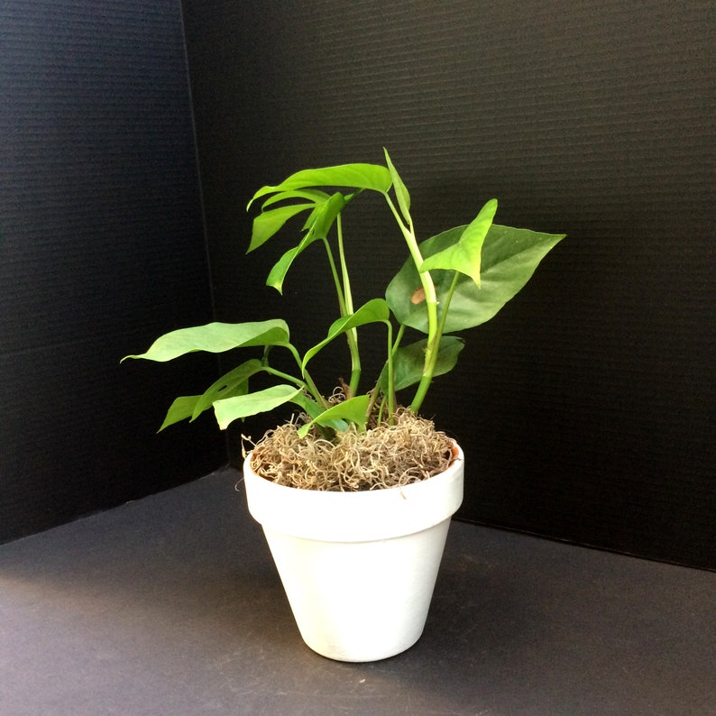 WhatTheGardens Monstera - Thumbnail 3