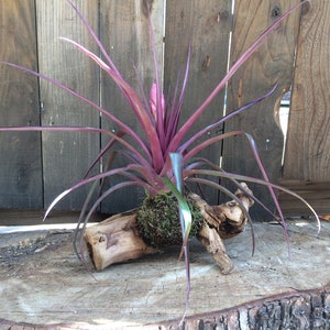 Tillandsia cyanea Multiple Sizes of Wood Mounted Pink Quill Tillandsia var. image 8