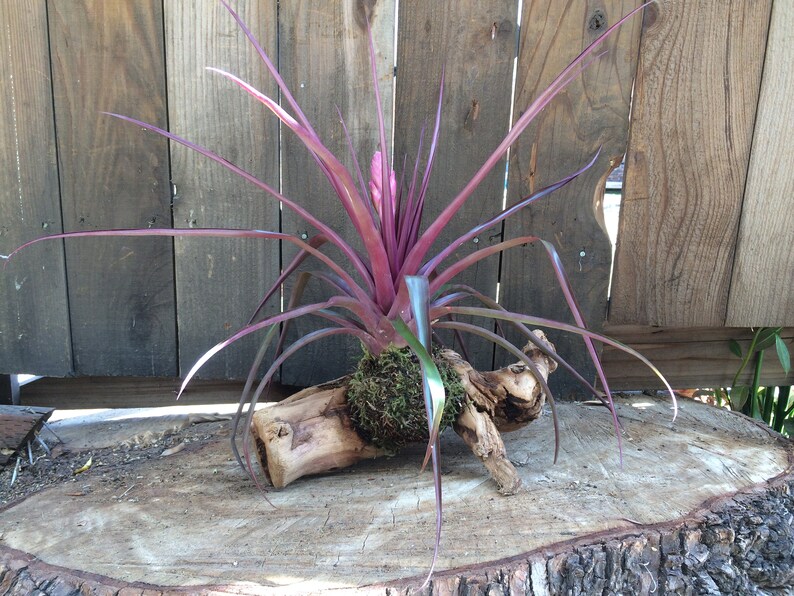 Tillandsia cyanea Multiple Sizes of Wood Mounted Pink Quill Tillandsia var. image 8