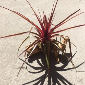 Tillandsia cyanea Multiple Sizes of Wood Mounted Pink Quill Tillandsia var. image 9