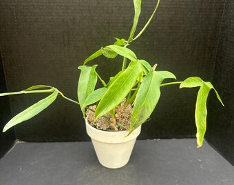 Philodendron Micranthum 4" - Live Plant - Etsy