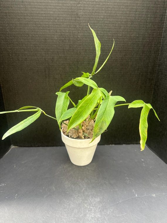 Philodendron Micranthum 4" - Live Plant - Etsy