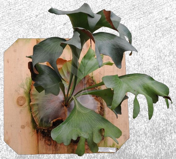 Rare Staghorn Platycerium Hillii Delight Etsy Rare Staghorn Platycerium Hillii Delight Etsy