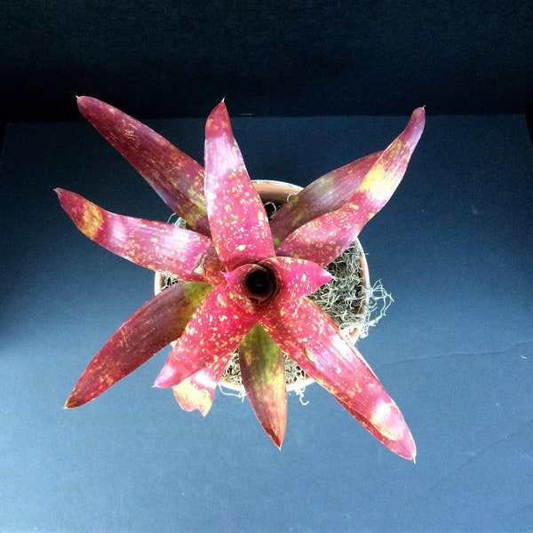 Bromeliad Star 'Rainforest Red' (Neoregelia hybrid) 6 inch and 8 inch