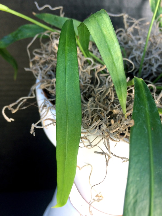 Strap Leaf (anthurium Friedrichsthalii) 4in 6in 8in - Etsy