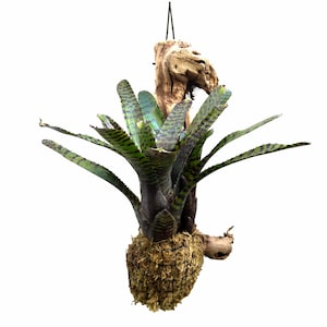 Wood Mounted Mini Bromeliad Star Hannibal Lecter x Ampullacea (Neoregelia - mini) NEOSH425A