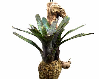 Wood Mounted Mini Bromeliad Star Hannibal Lecter x Ampullacea (Neoregelia - mini) NEOSH425A