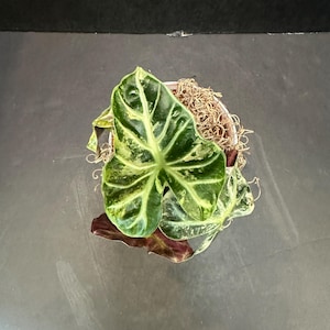 Alocasia Heart Balloon Pink 3&quot; - Live Variegated Plant