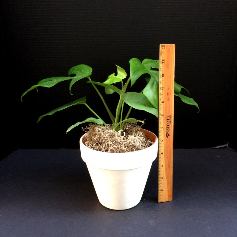 WhatTheGardens Monstera