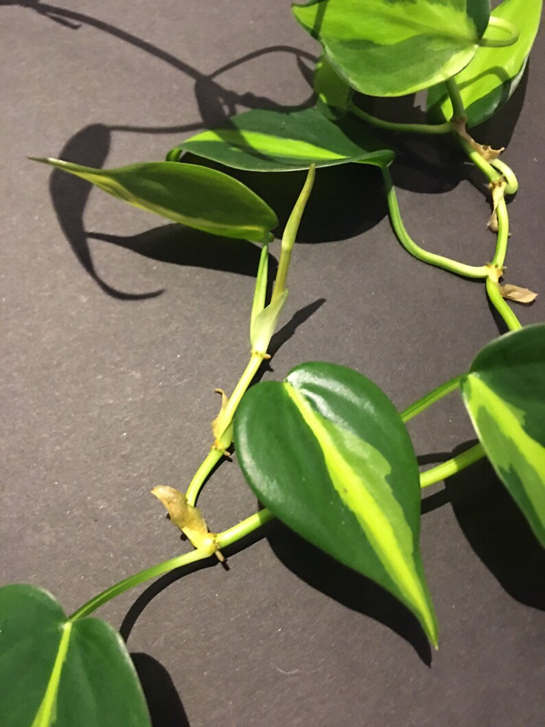 Philodendron 'Brasil' Philodendron hederaceum image 0