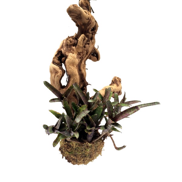Wood Mounted Mini Bromeliad Star (Neoregelia ampullacea 'Tropical') NEOMH322A