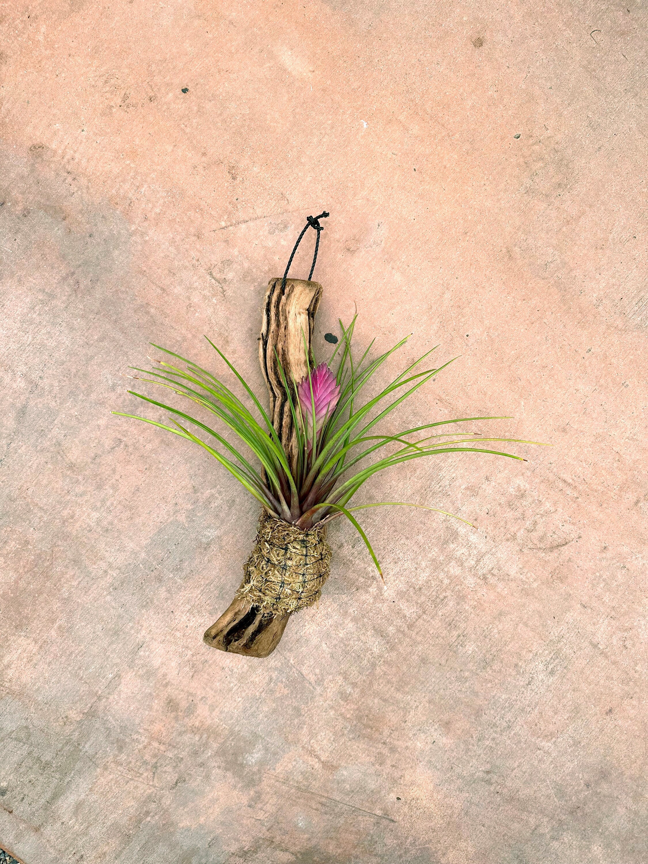 Tillandsia Cyanea - Multiple Sizes of Wood Mounted Pink Quill
