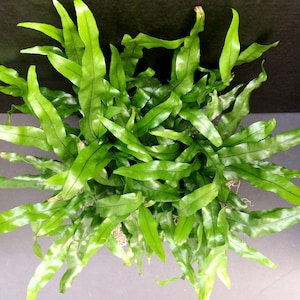 Kangaroo Paw Fern (Microsorum diversifolium) 6in 8in