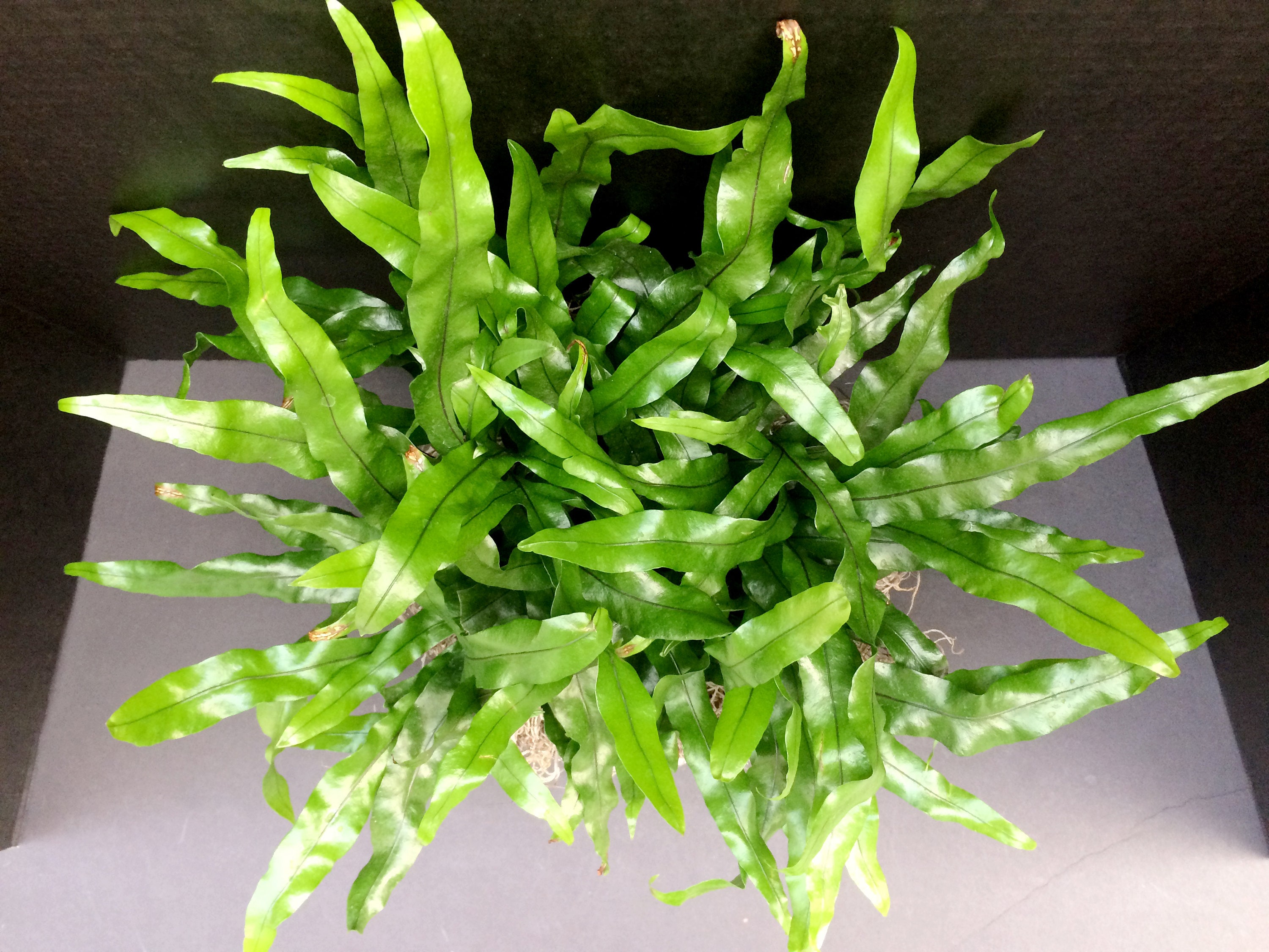 【BB】P.diversifolium Kraken (pup) 23/12/1 Kangaroo Paw Fern (microsorum Diversifolium) 6in 8in - Etsy