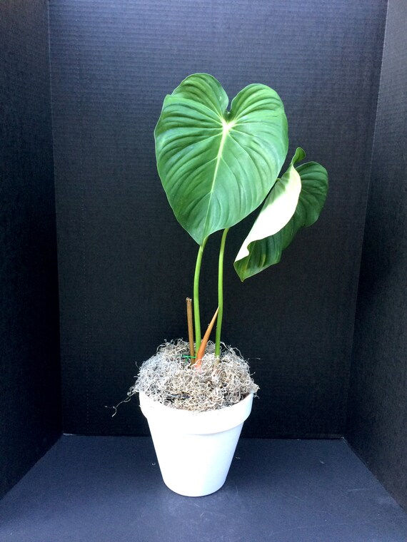 dragon planting Dragon Fruit Saplings – agriyumfoods