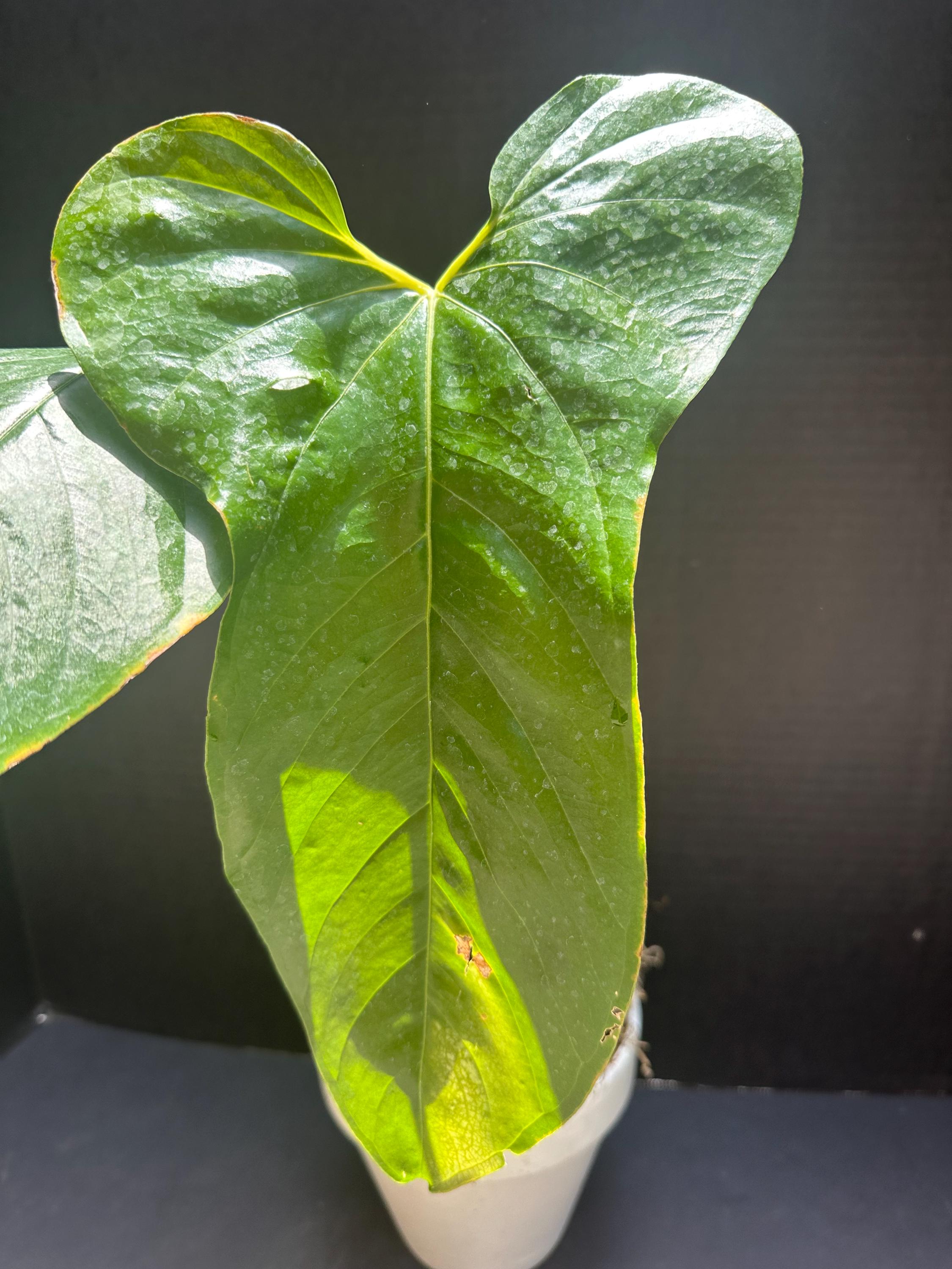 brazil sport carnival philodendron Philodendron Brazil in Hanging Basket, Live Tropical Vining Plant main image 1