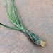 see more listings in the Tillandsia (Air Plants) section