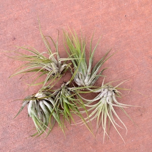 Compact and Fuzzy Air Plant Tillandsia kolbii image 1