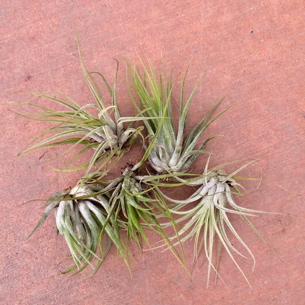 Compact and Fuzzy Air Plant (Tillandsia kolbii)