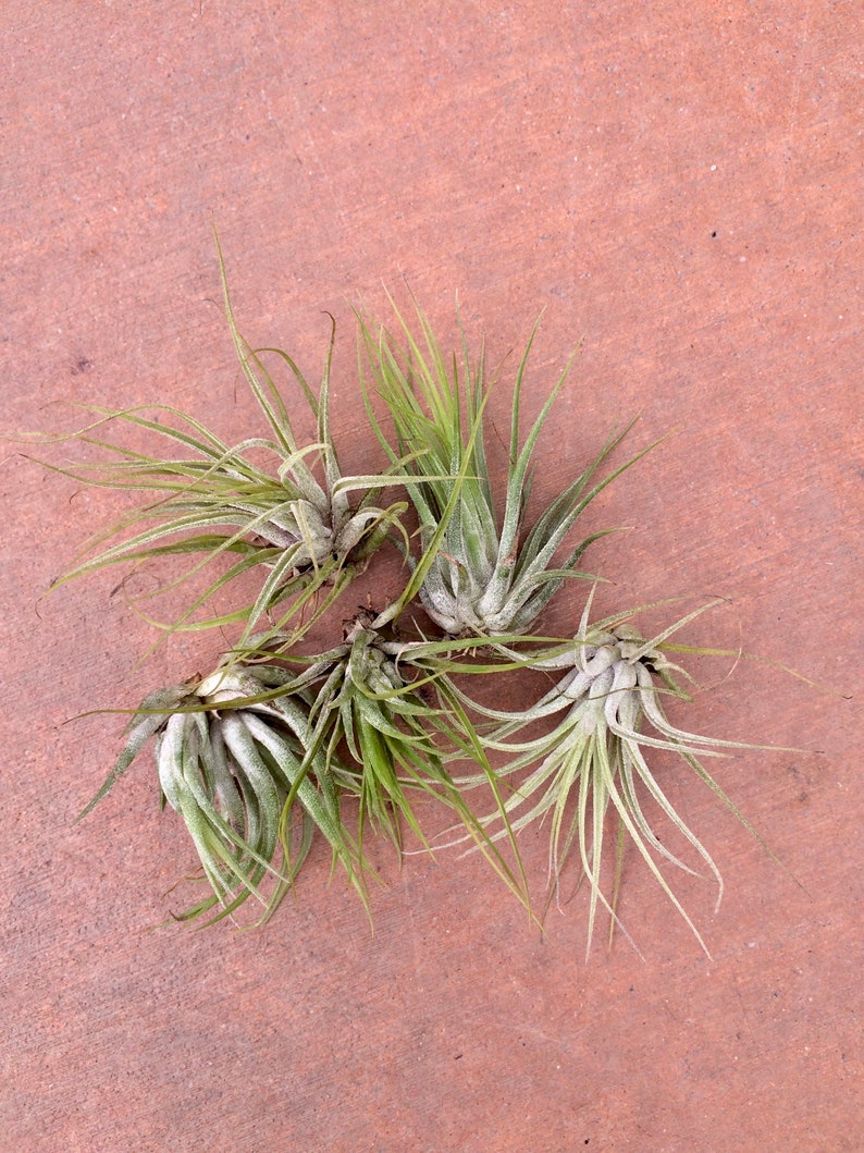 Compact and Fuzzy Air Plant Tillandsia kolbii image 1