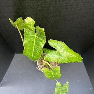 Philodendron Paraiso Verde 4&quot; - Live Plant