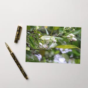 Carte de voeux fleur d'oranger