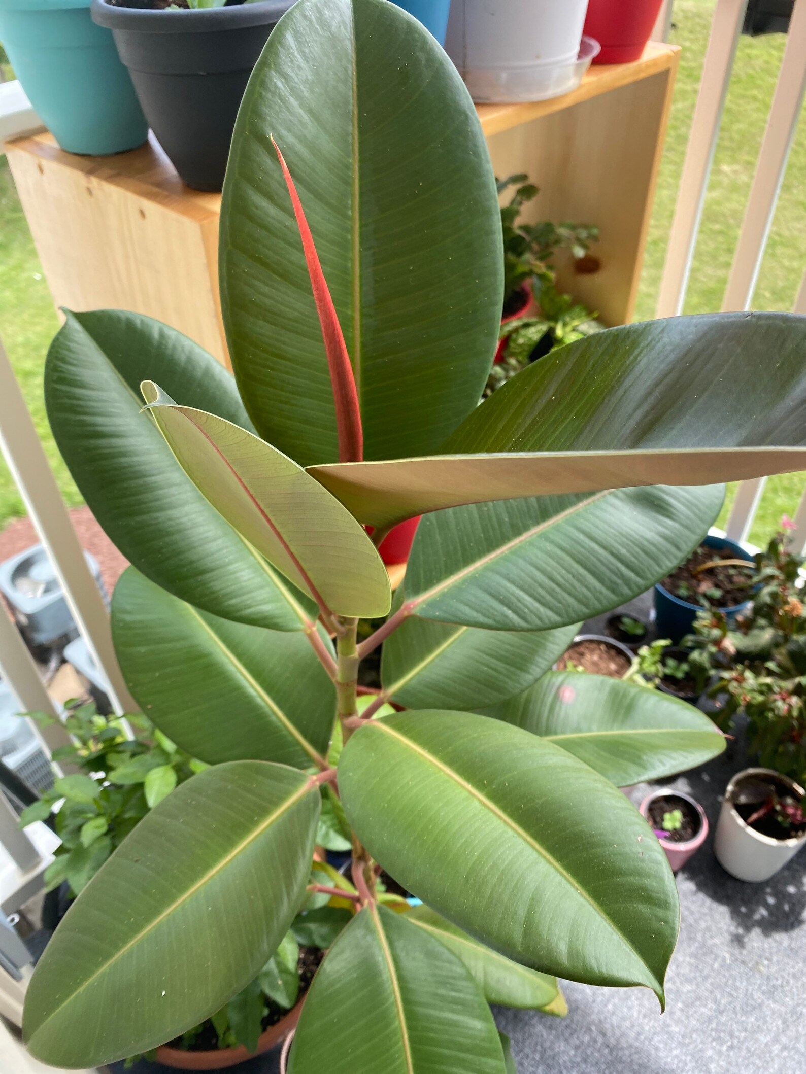 Burgundy India Rubber tree ficus plant burgundy rubber