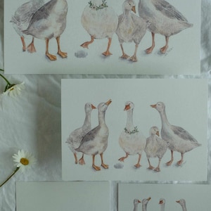 Le oche magiche | Set di cartoline | Pressione
