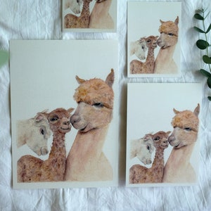 Baby Alpaca | Cartolina | Stampa