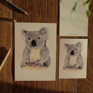 Koala | Set di carte | Pressione