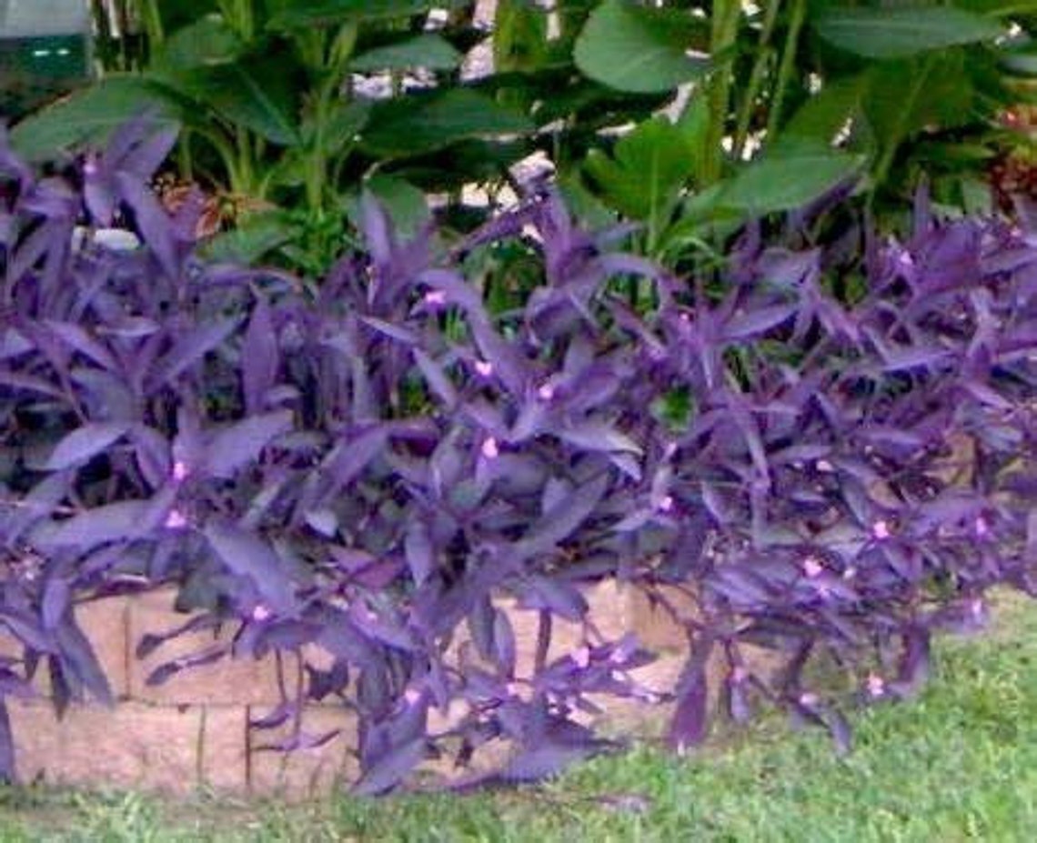 Purple Heart Plants Tradescantia pallida Purple Secretia