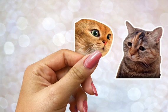 Funny Cats Talking Tiktok Meme Two Cats Talking Meme Cats