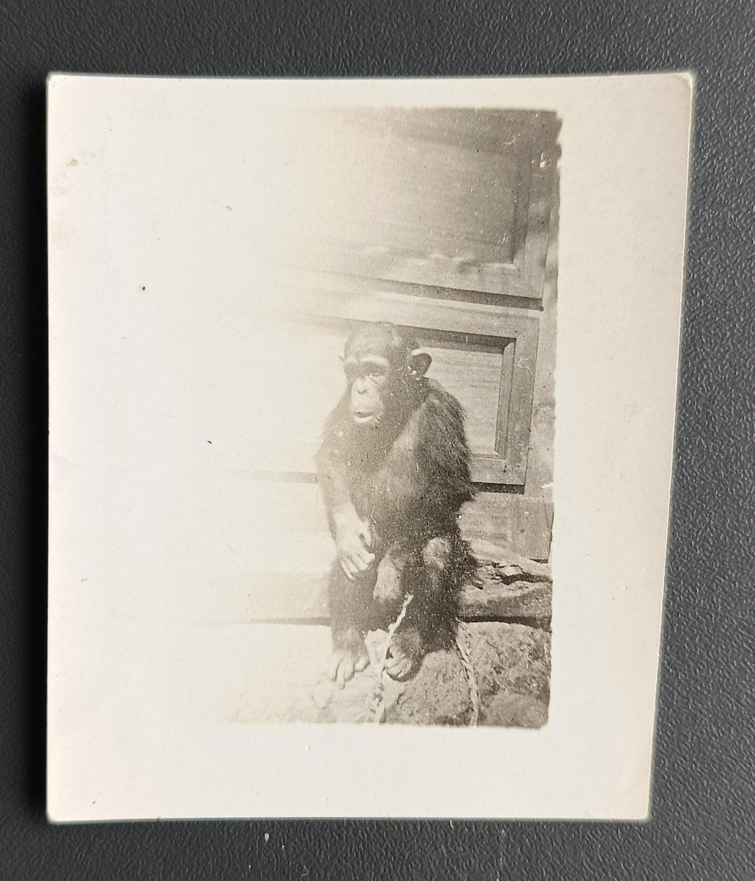 Monkey Chimpanzee Animals Vintage Photo 40s - Etsy
