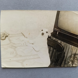Cartas de cachorro jogando animais Foto vintage