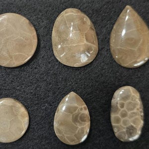 Petoskey Stone Cabochons