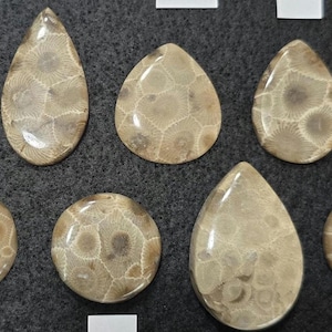 Petoskey Stone Cabochons