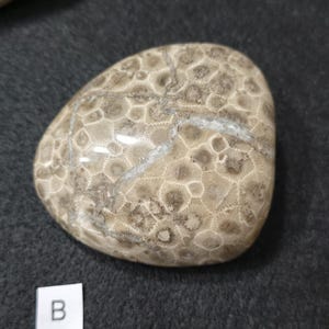 Polished Petoskey Stones