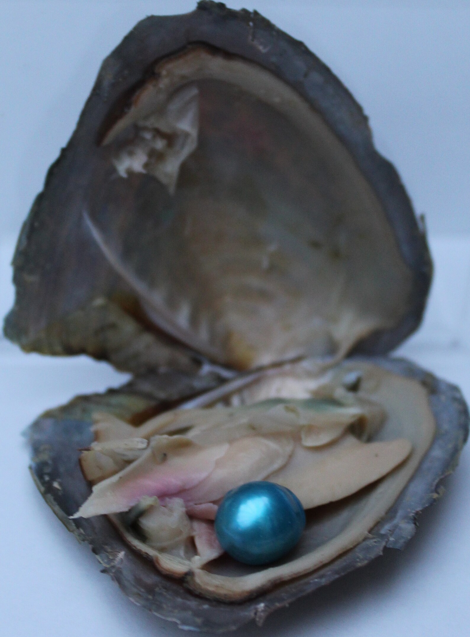 Individually Wrapped Freshwater Oyster With Random Coloured Etsy UK