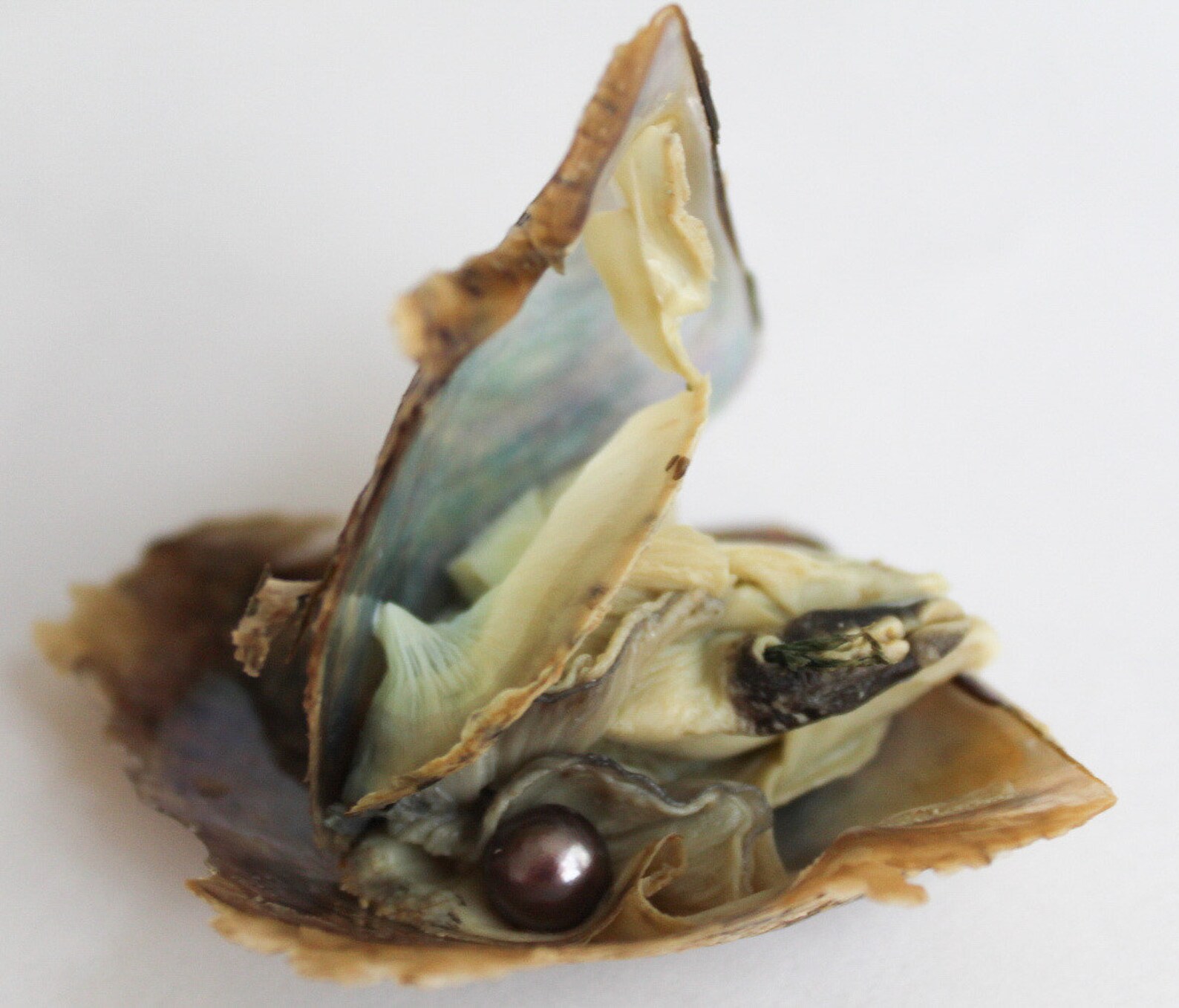 Individually wrapped Akoya saltwater oysters with random Etsy