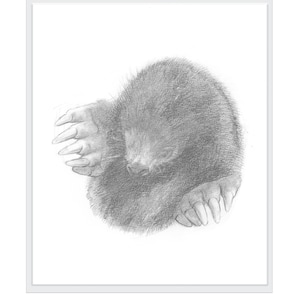 Mole