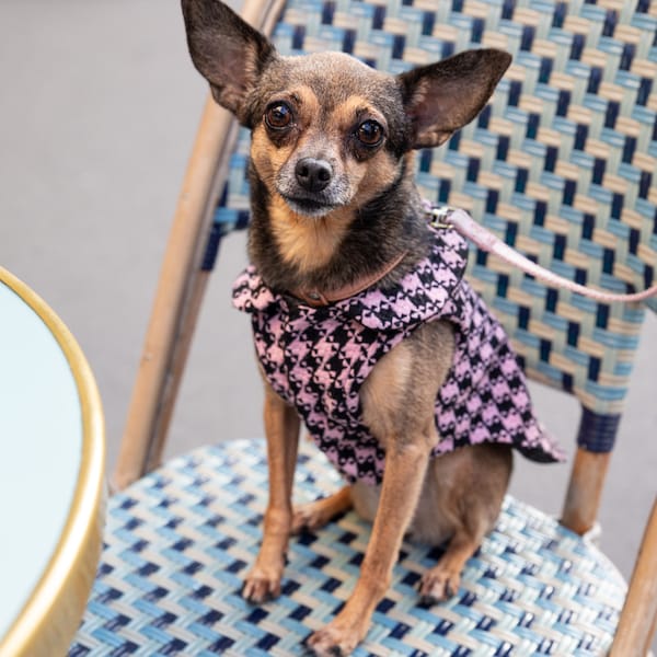 Manteau en tweed pour petit chien Veste handmade en tweed Chihuahua