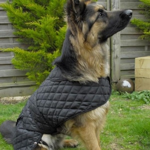 May include: A German Shepherd dog wearing a black quilted coat, sitting on green grass. The dog has a black muzzle and ears, with tan and black fur. The background includes a wooden fence and green foliage.