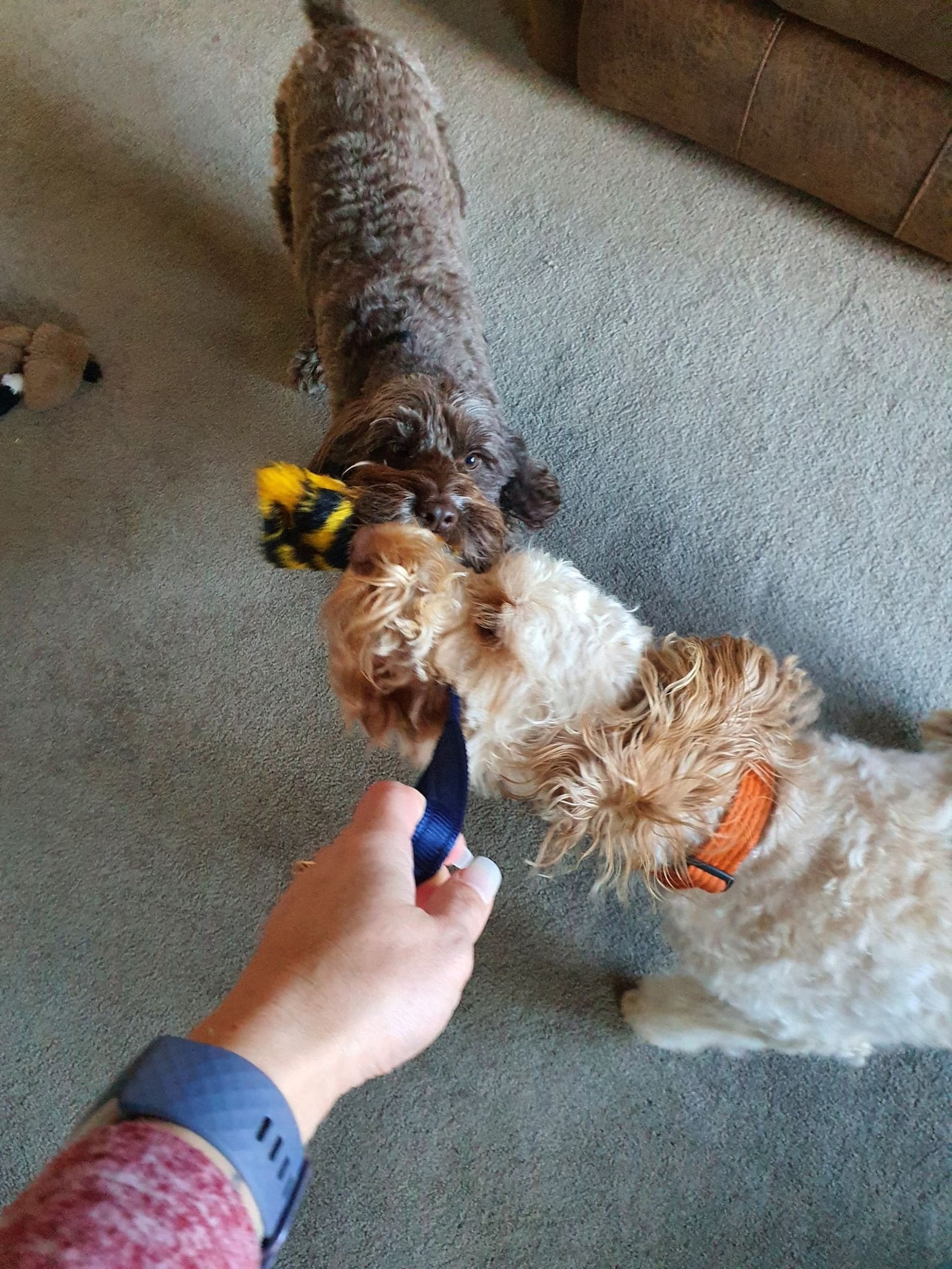 Dog Agility Toy Agility Tug Faux Fur Toy Various Colours Etsy UK