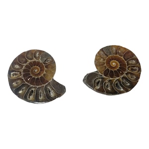 Puede incluir: Dos conchas de amonitas fosilizadas, que muestran un patrón en espiral con tonos marrones y beige. Las conchas tienen una estructura segmentada detallada, con un núcleo central visible. El fondo es blanco liso, resaltando la belleza natural de los fósiles.