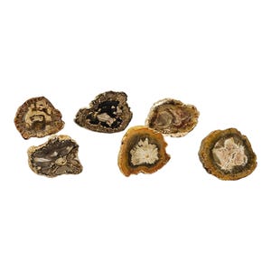 Puede incluir: Una colección de siete rodajas de madera petrificada, cada una mostrando patrones y colores únicos. Las rodajas varían en tamaño y forma, con tonos marrones, beige, negros y blancos. La veta de la madera es visible, creando una estética natural y terrosa.