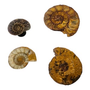 Op de afbeelding: Vier gefossiliseerde ammonietexemplaren. De fossielen tonen spiraalpatronen en verschillende tinten bruin, beige en crème. De exemplaren zijn geïsoleerd tegen een witte achtergrond, waarbij hun ingewikkelde details worden getoond.